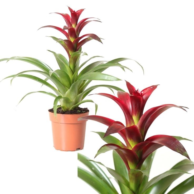 Guzmanya (Guzmania) 40-60 cm Üretim Saksılı