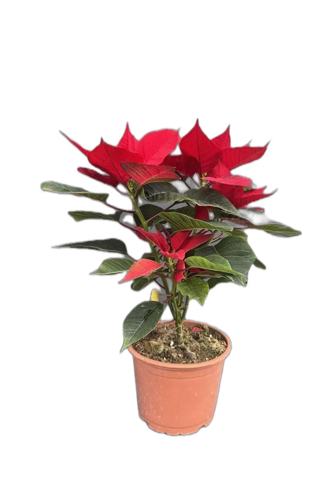Atatürk Çiçeği-Poinsettia-30-40 cm Ev Bitkisi Ofis Bitkisi Salon Bitkisi Hediye Bİtki