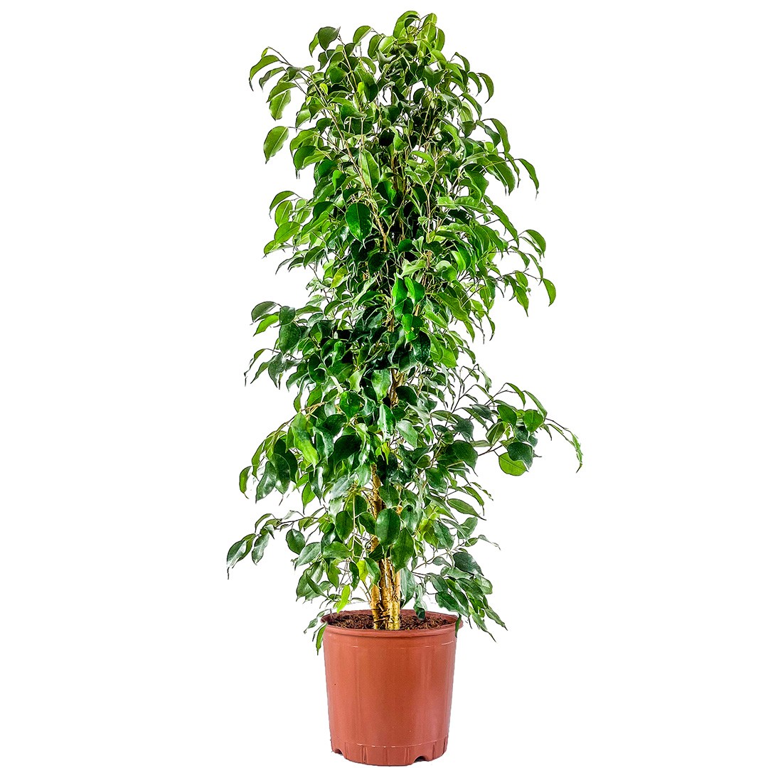 Benjamin (Ficus Benjamina) 80-100 cm Üretim Saksılı