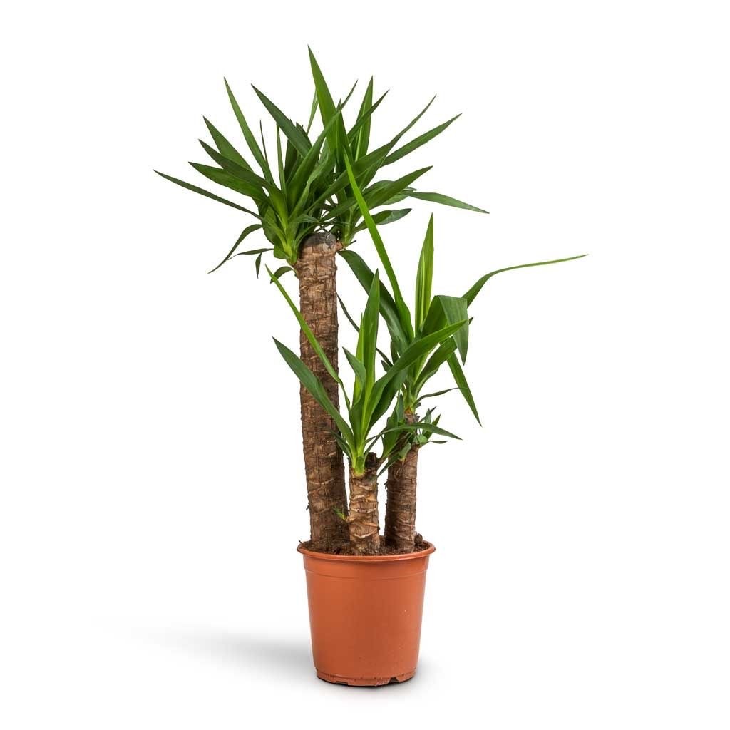 Yuka 3 Gövdeli (Yucca Massengena) 90-120 cm
