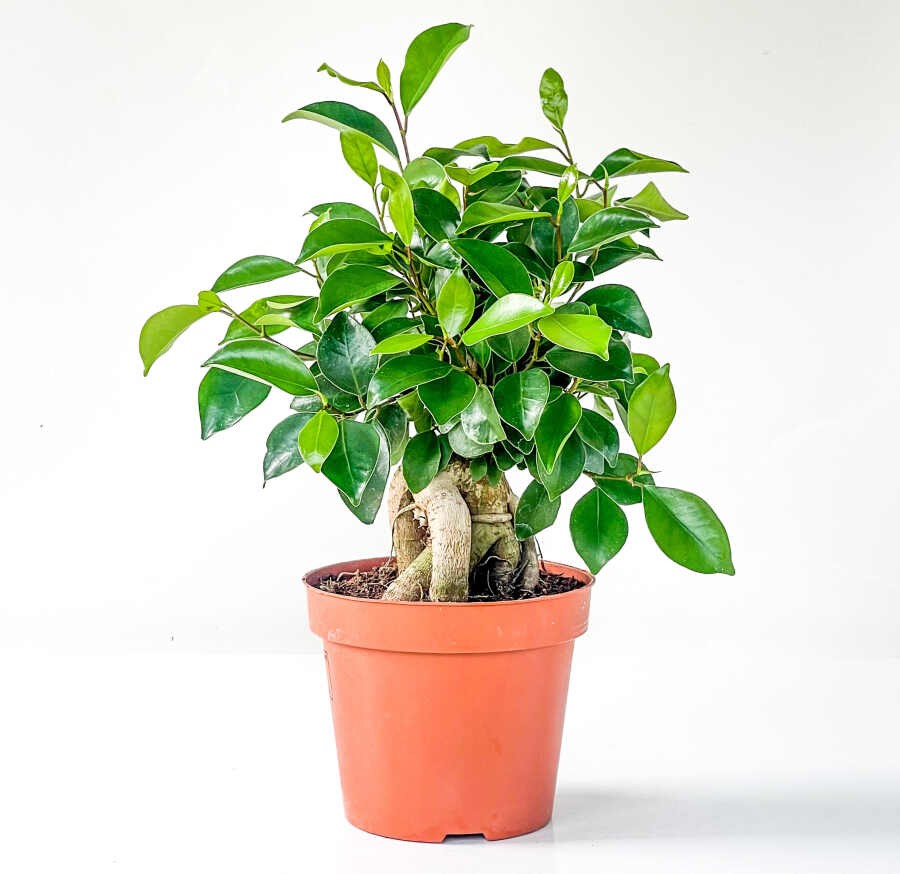 Bonsai Orta Boy 25-45 cm (Ficus Ginseng)