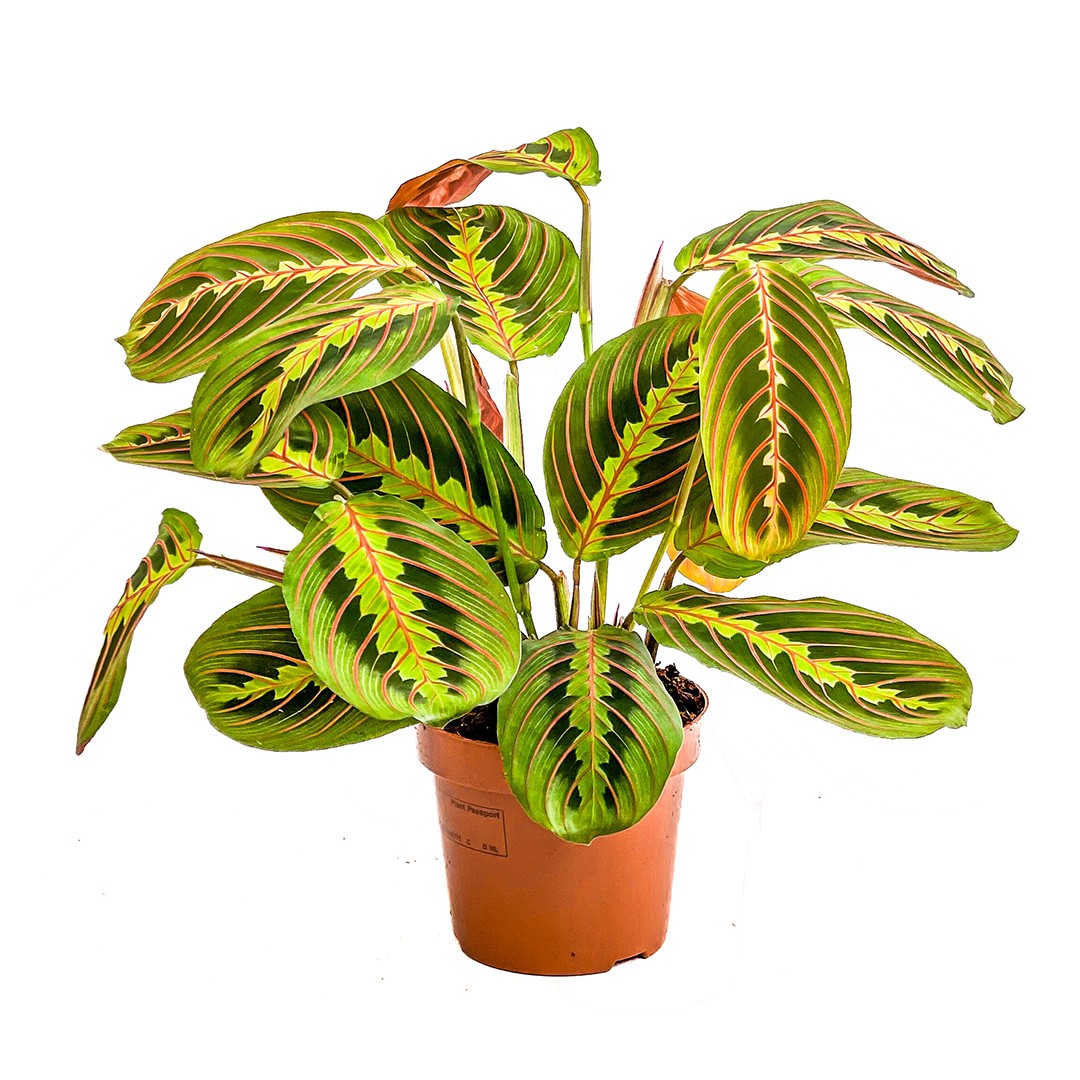 Dua Çiçeği (Maranta Fascinator)