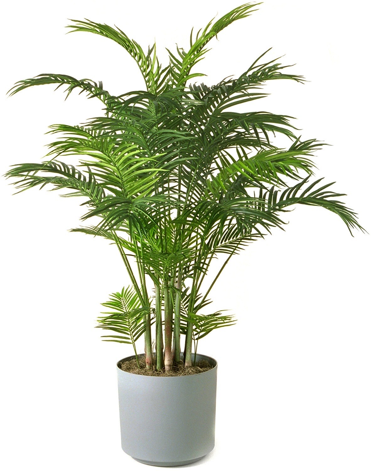 Areka Palmiyesi Büyük (Dypsis Lutescens) 110-130 cm