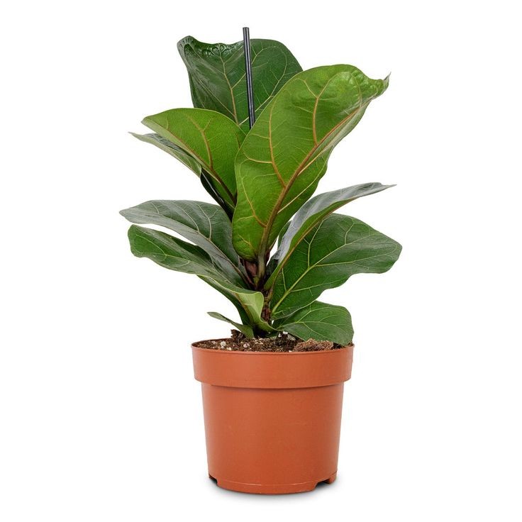 Ficus lyrata ( Keman Yapraklı Kauçuk) 70-90 cm