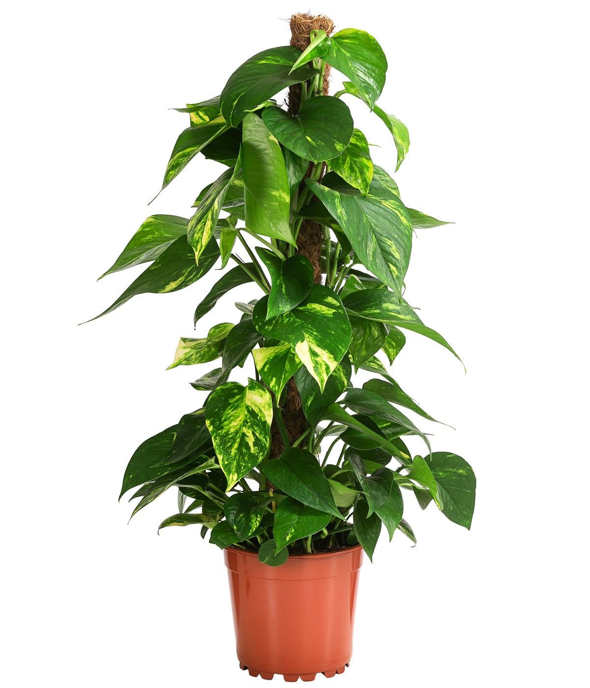 Yosun Çubuklu Patos- Epipremnum aureum 80-110 cm Üretim Saksılı