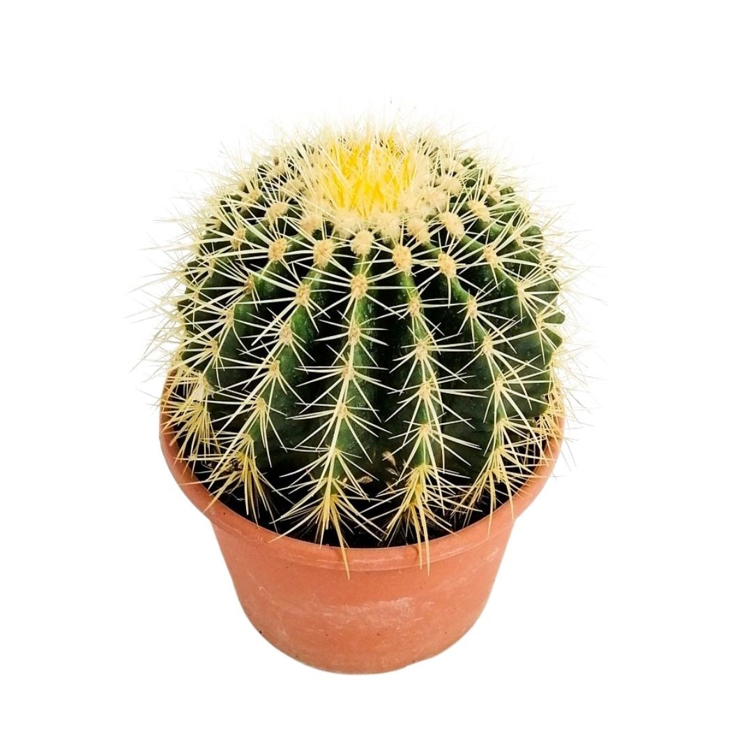 Ekinoks Kaktüs (Echinocactus Grusonii) Orta Boy