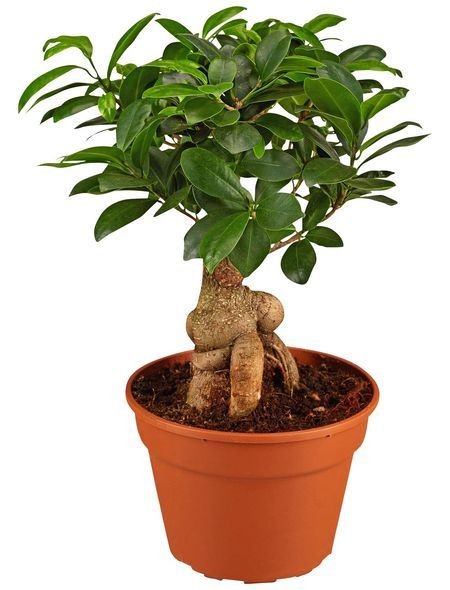 Bonsai Orta Boy 25-45 cm (Ficus Ginseng)