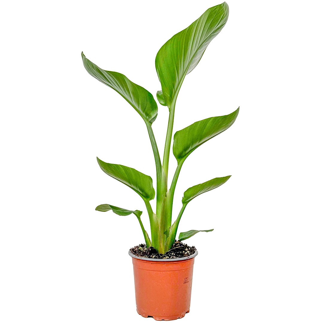 Starliçe Mini (Strelitzia Nicolai) 40-60 cm Üretim Saksılı