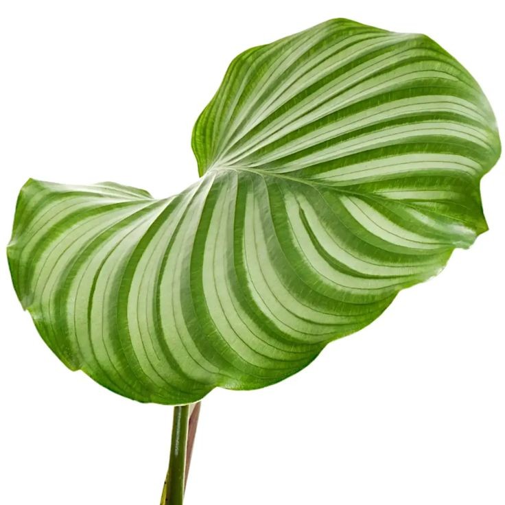 Kalatya (Calathea Orbifolia) 40-60 cm Üretim Saksılı