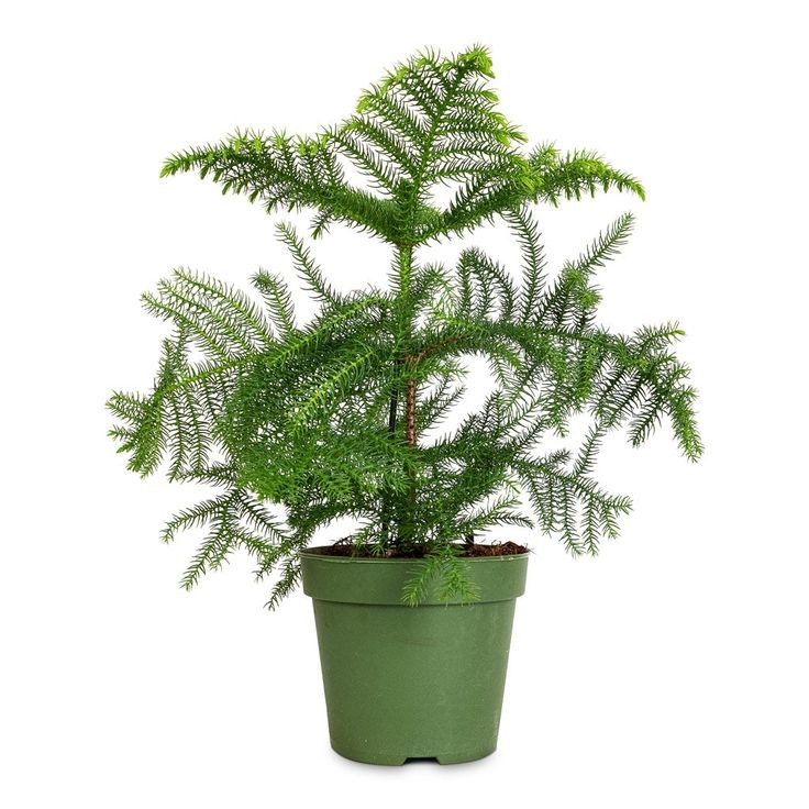 Salon Çamı (Araucaria Heterophylla) 40-60 cm Üretim Saksılı