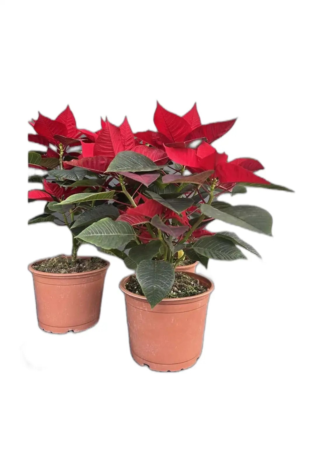Atatürk Çiçeği-Poinsettia-30-40 cm Ev Bitkisi Ofis Bitkisi Salon Bitkisi Hediye Bİtki