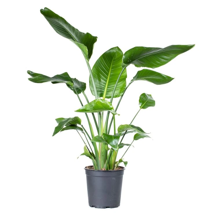 Starliçe (Strelitzia Nicolai) 2 Gövdeli 150–170 cm — Üretim Saksılı