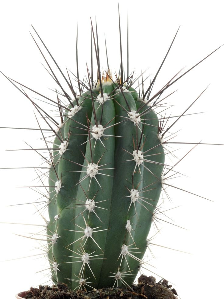 Kaktüs (Stetsonia Coryne) 20-30 cm