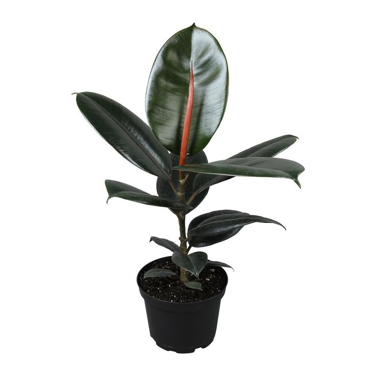 Siyah Kauçuk ( Ficus elastica Black') Tek Gövdeli 40-60 cm Üretim Saksılı