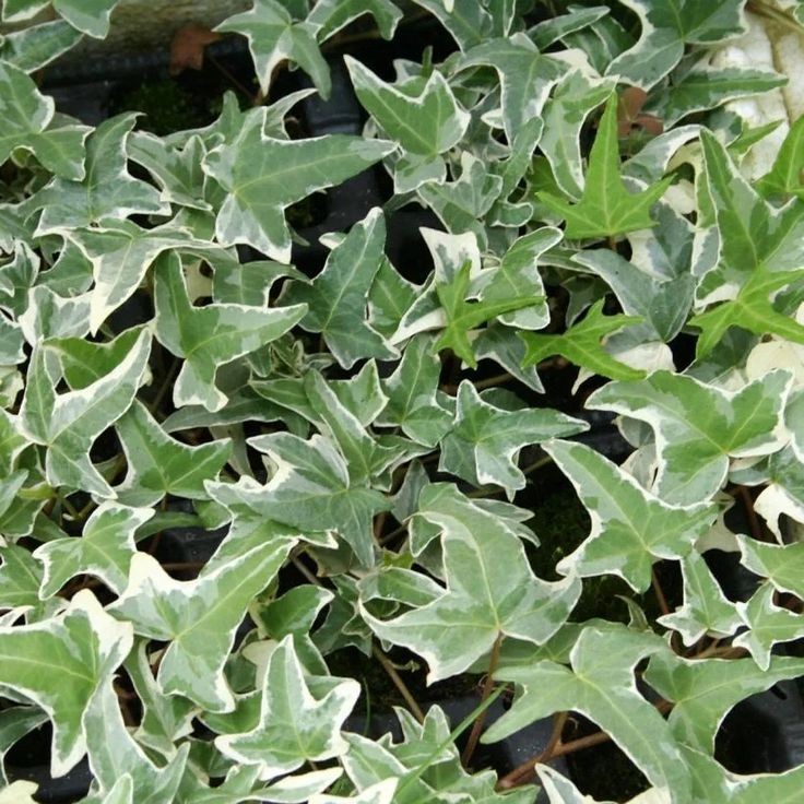 Hedera Helix Variegata (Orman Sarmaşığı) Askılı Saksılı