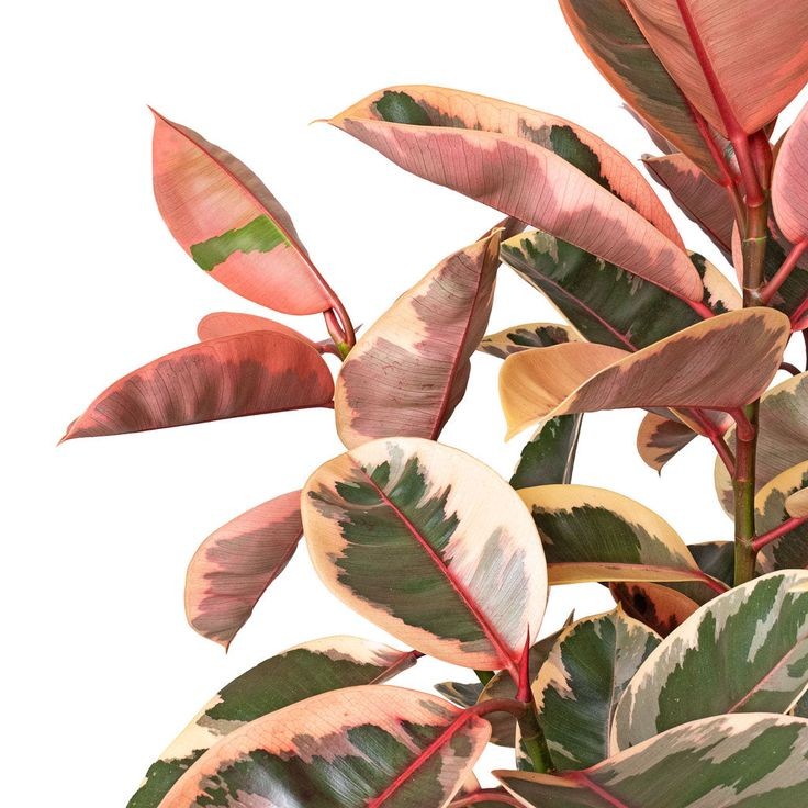 Pembe Kauçuk Bitkisi (Ficus elastica 'Belize') Tek Gövdeli 60-100 cm