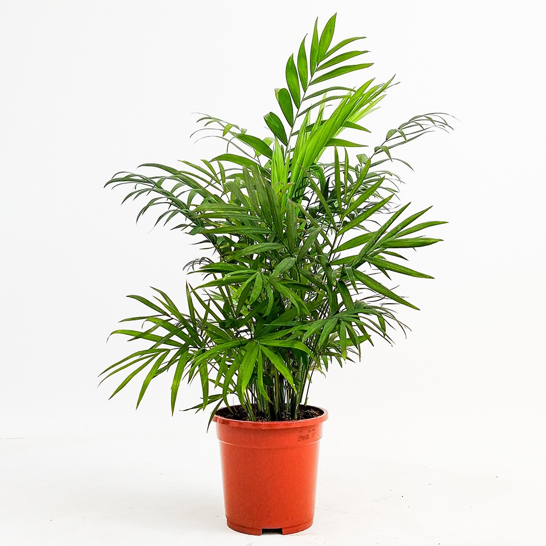 Dağ Palmiyesi (Chamaedorea Elegans) 30-40 cm Üretim Saksılı