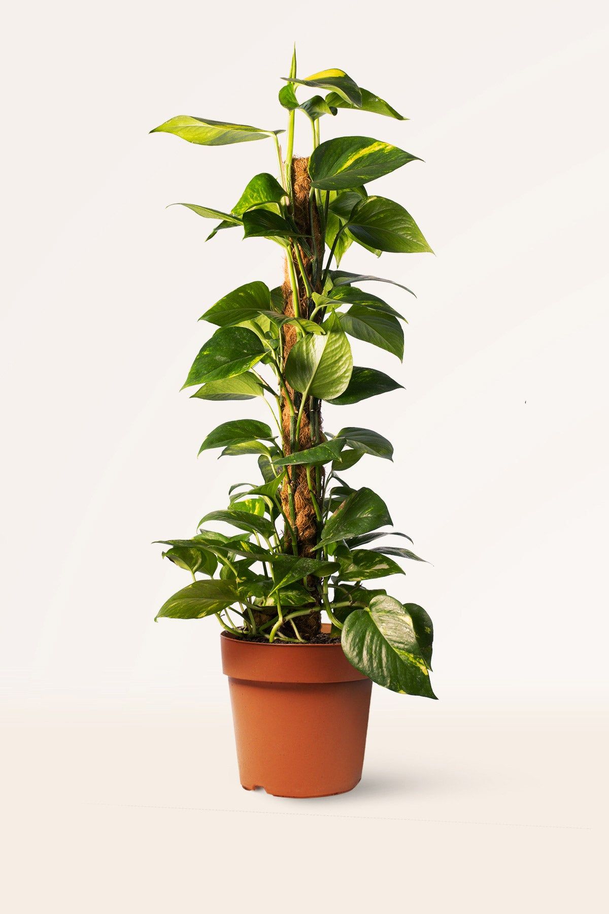 Yosun Çubuklu Patos- Epipremnum aureum 80-110 cm Üretim Saksılı