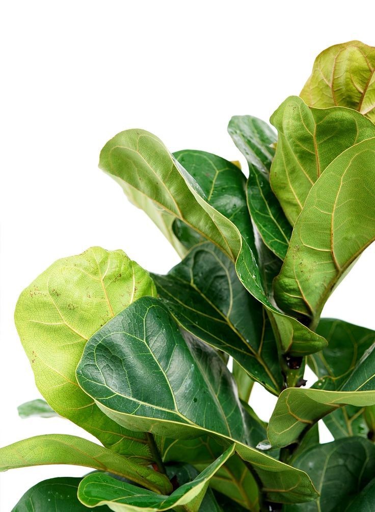 Ficus lyrata ( Keman Yapraklı Kauçuk) 70-90 cm