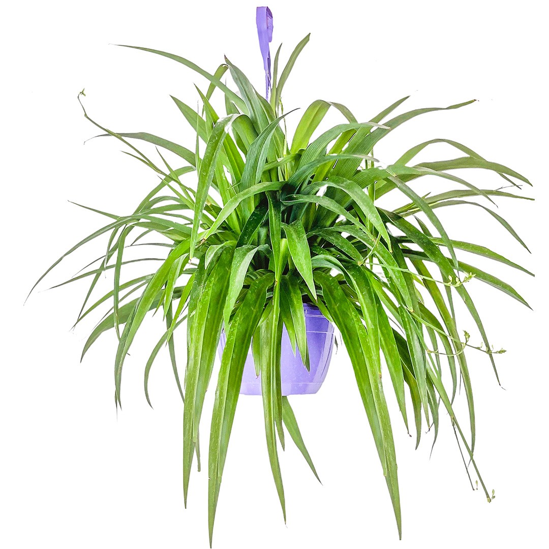 Kurdele Çiçeği (Chlorophytum Comosum Green) Askılı Saksılı