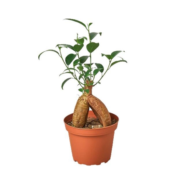 Bonsai Küçük (Ficus Ginseng) 10-20 cm