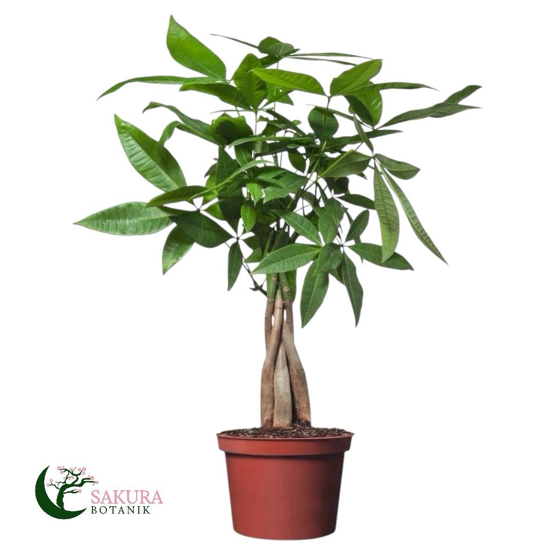 Örgülü Para Ağacı (Pachira Aquatica) 40-70 cm