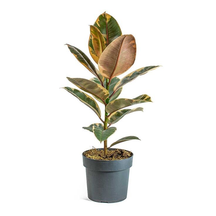 Pembe Kauçuk Bitkisi (Ficus elastica 'Belize') Tek Gövdeli 60-100 cm
