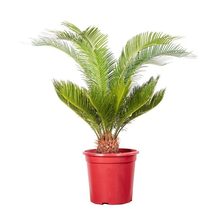 Sikas Bitkisi (Japon Sago Palmiyesi - Cycas Revoluta) 80-90 cm Üretim Saksılı