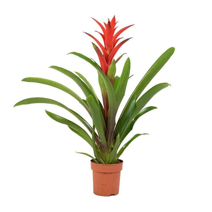 Guzmanya (Guzmania) 40-60 cm Üretim Saksılı