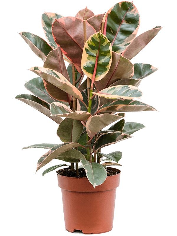 Pembe Kauçuk (Ficus elastica 'Belize') 2 Gövdeli 70-100 cm 