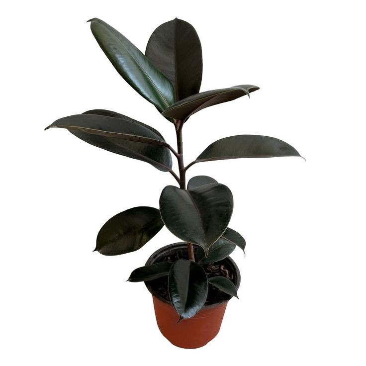 Siyah Kauçuk ( Ficus elastica Black') Tek Gövdeli 40-60 cm Üretim Saksılı