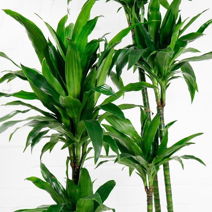 Dracaena Compacta - 2 Gövdeli 60-90 cm