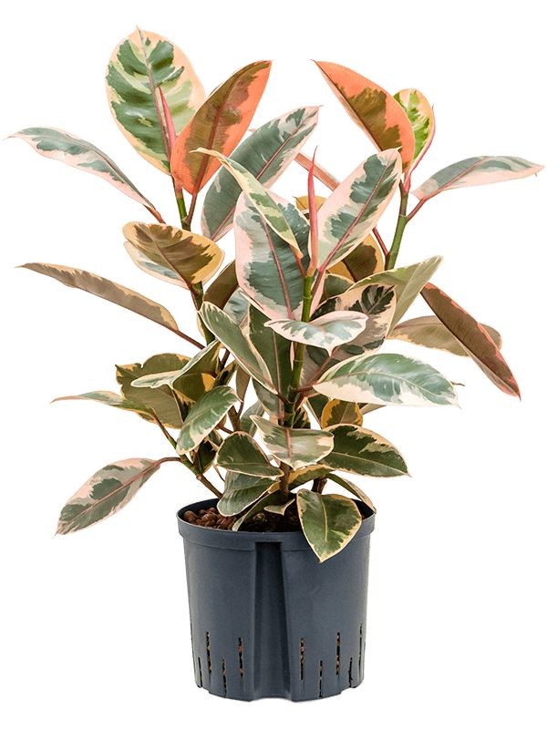 Pembe Kauçuk (Ficus elastica 'Belize') 2 Gövdeli 70-100 cm 