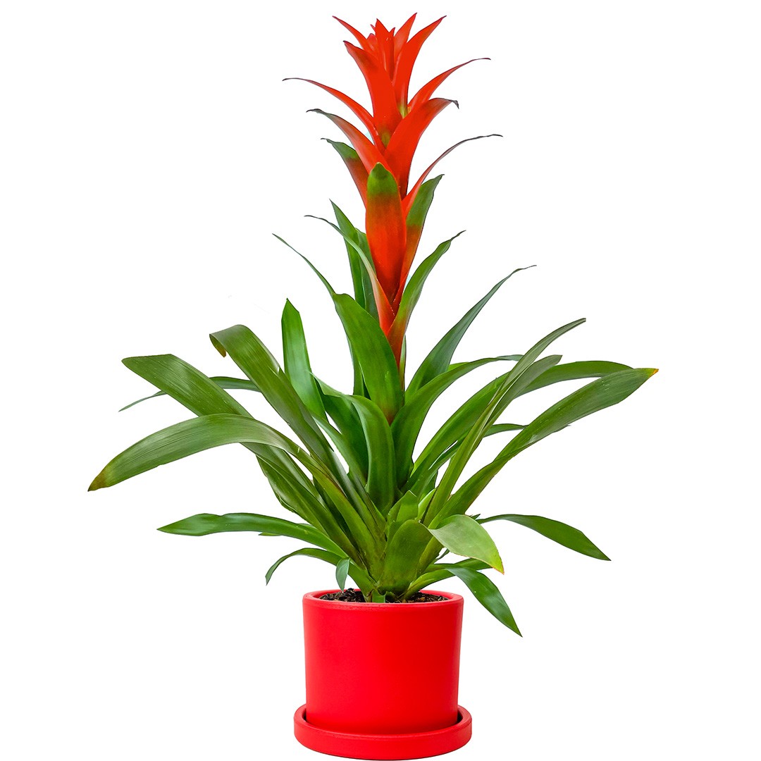 Guzmanya (Guzmania) 40-60 cm Üretim Saksılı