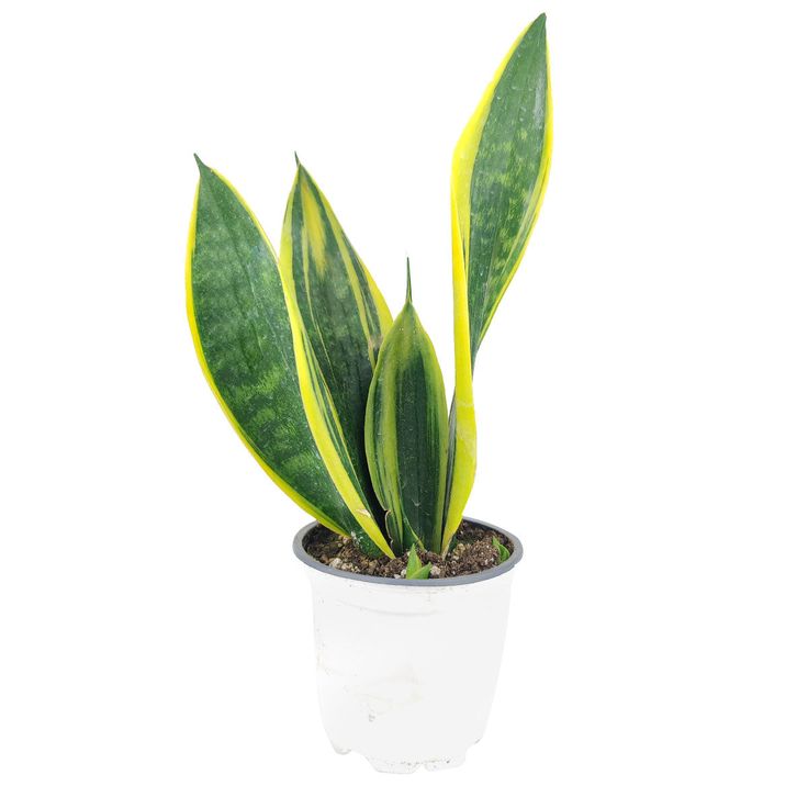 Paşa Kılıcı Mini (Sansevieria Gold Flame ) 30-40 cm Üretim Saksılı
