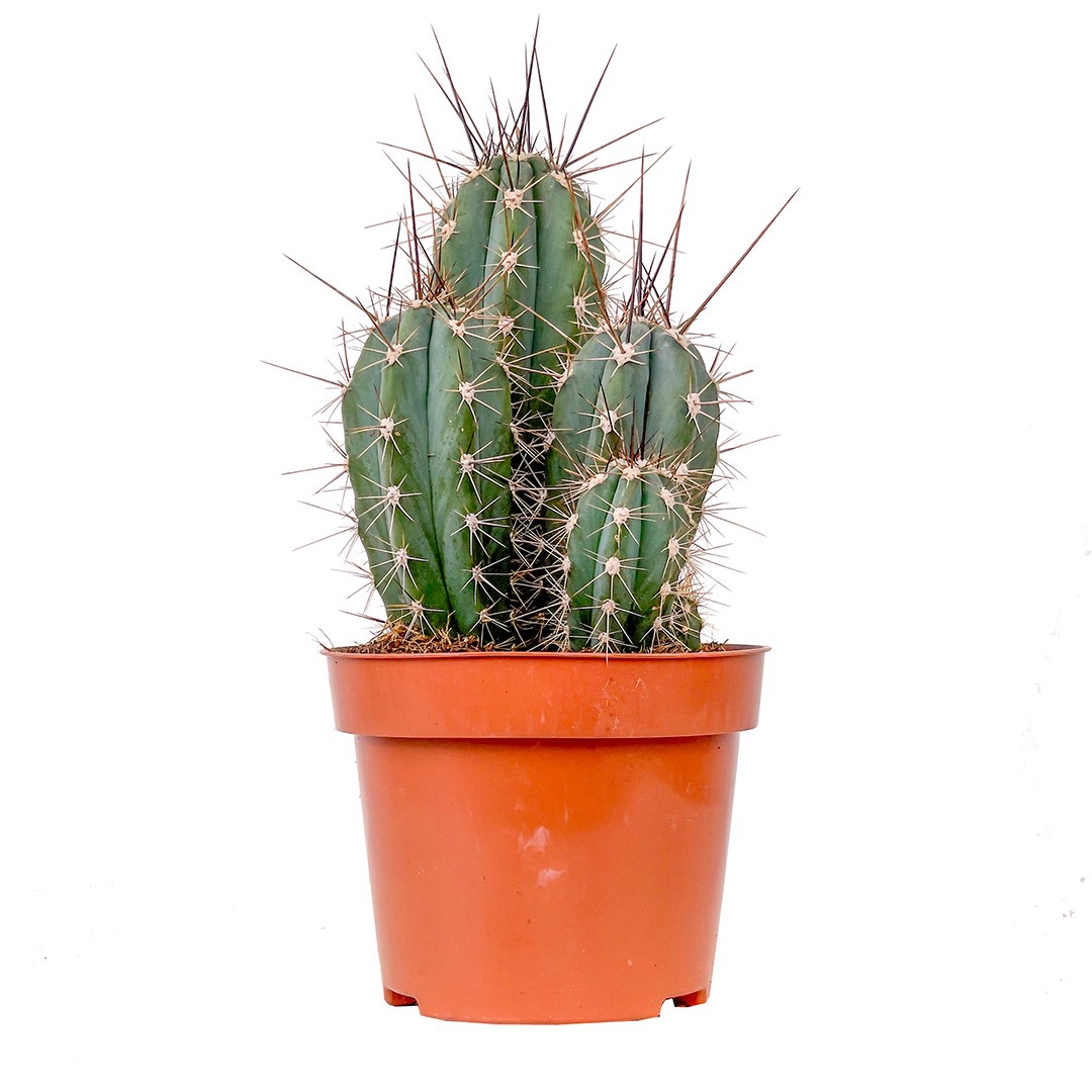 Kaktüs (Stetsonia Coryne) 20-30 cm