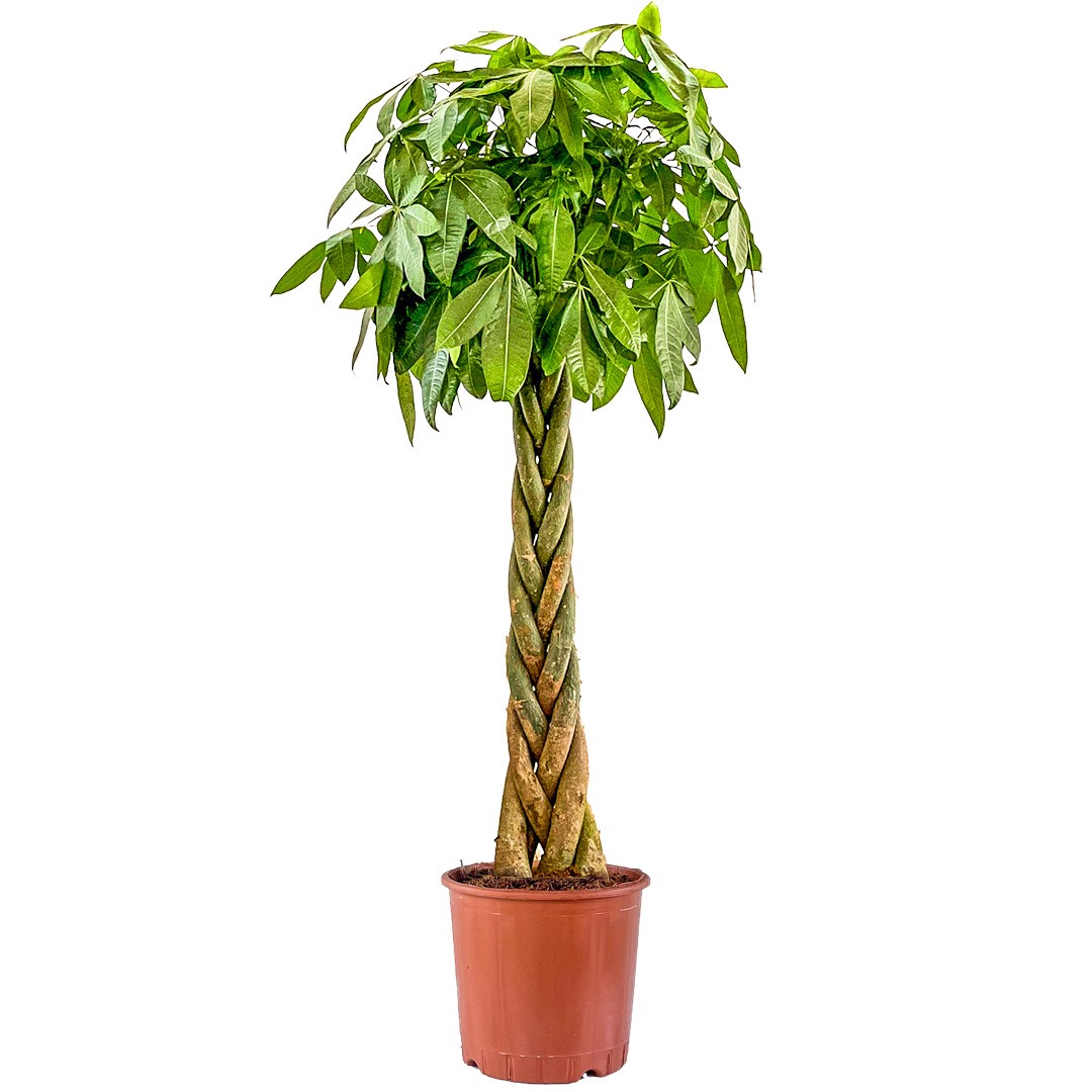 Örgülü Para Ağacı XL (Pachira Aquatica) Üretim Saksılı