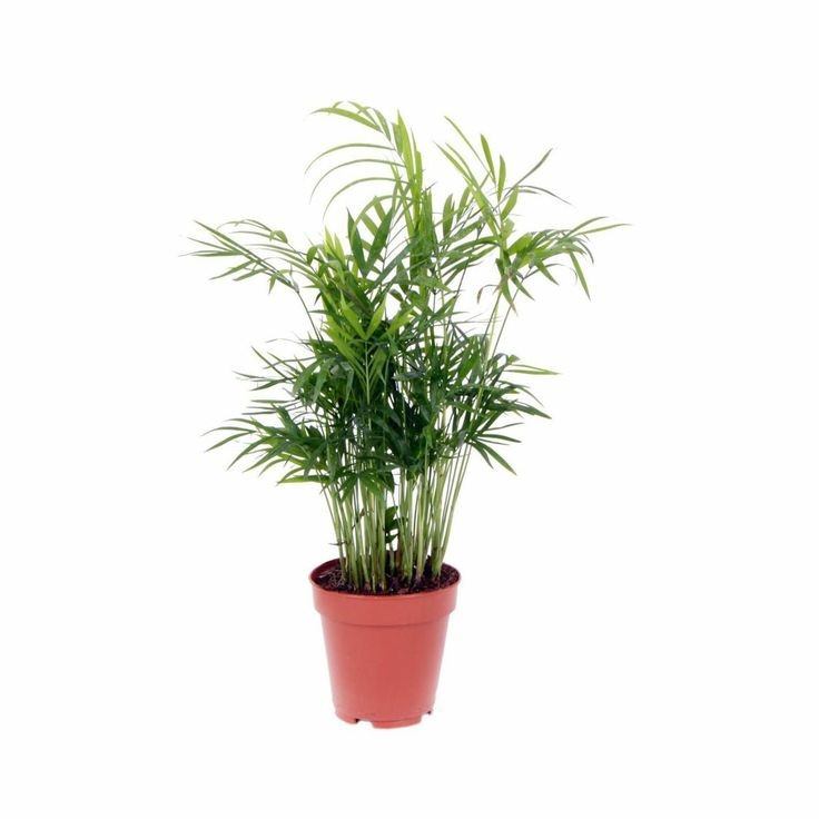 Dağ Palmiyesi Mini (Chamaedorea Elegans) 20-30 cm Üretim Saksılı
