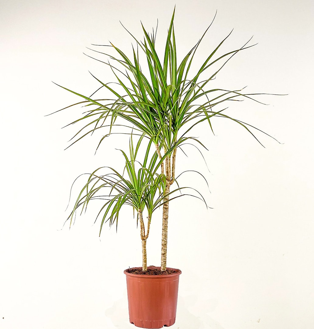 Dracaena Marginata - 2 Gövdeli 90-110 cm Üretim Saksılı