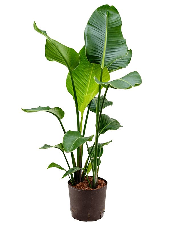 Starliçe (Strelitzia Nicolai) 3 Gövdeli 180–200 cm — Üretim Saksılı