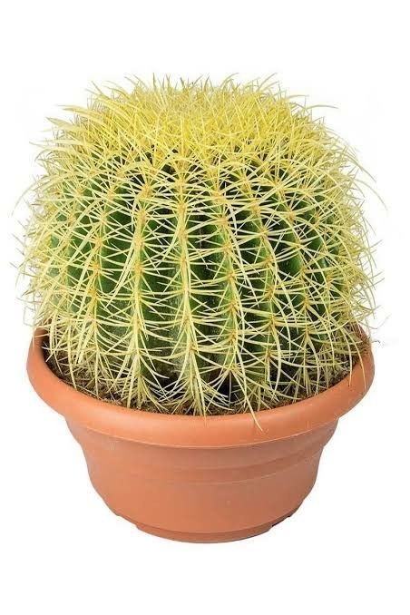 Ekinoks Kaktüs (Echinocactus Grusonii) Orta Boy