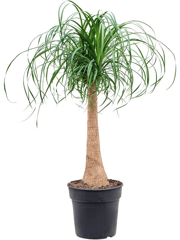Fil Ayağı-Nolina (Beaucarnea Recurvata) 70-80 cm Üretim Saksılı