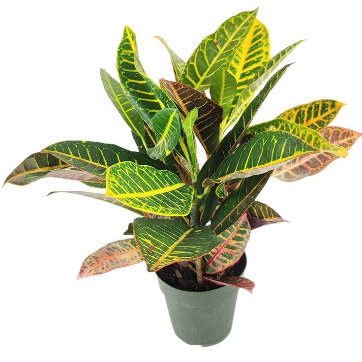 Kraton (Croton Petra) 40-60 cm Üretim Saksılı