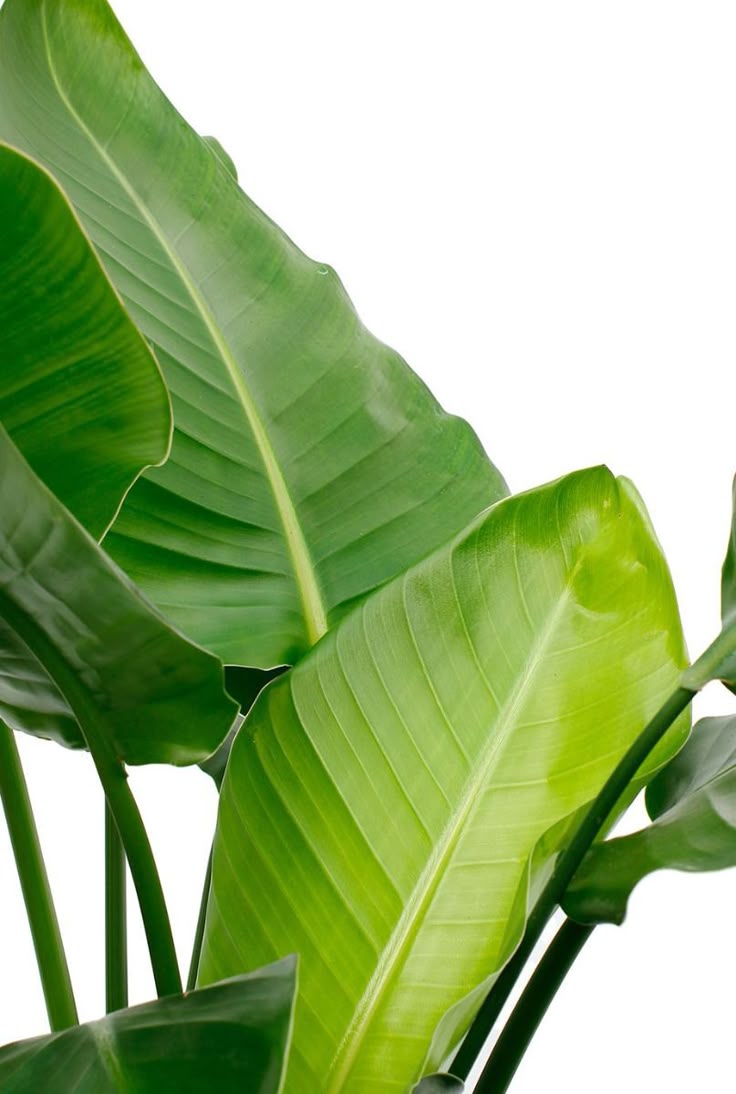 Starliçe (Strelitzia Nicolai) 60-80 cm Üretim Saksılı