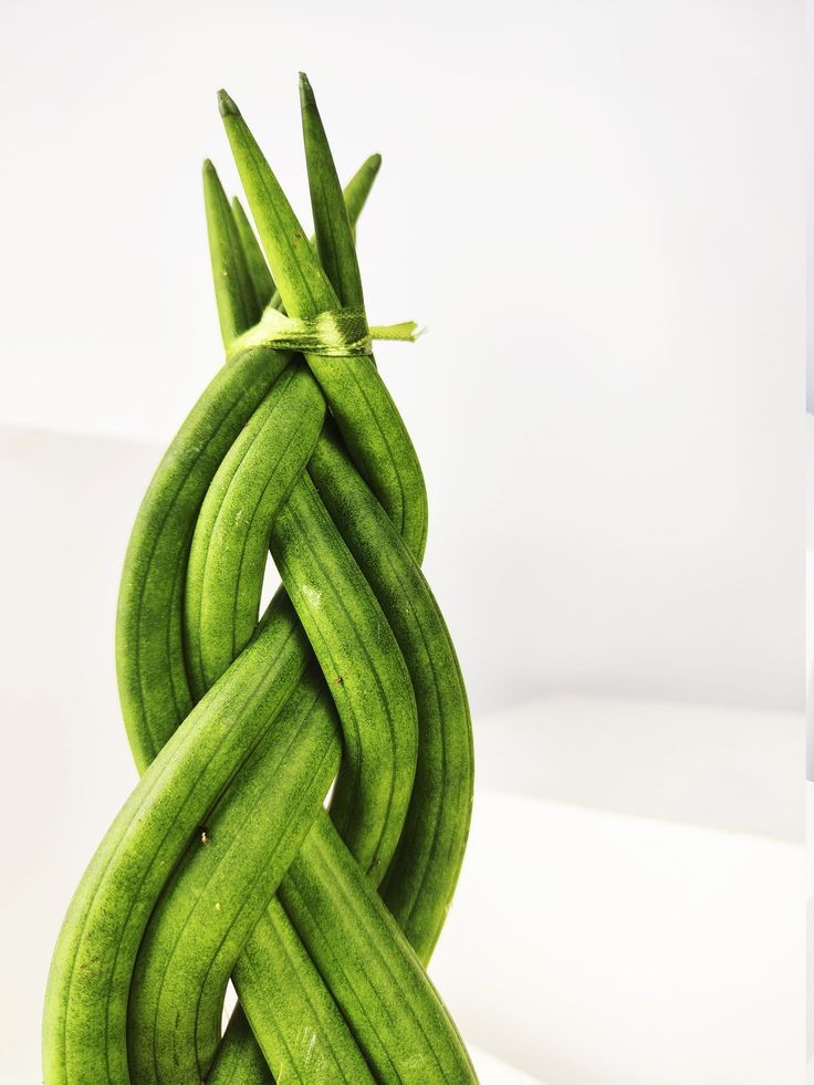 Örgülü Paşa Kılıcı 30-40 cm Üretim Saksılı