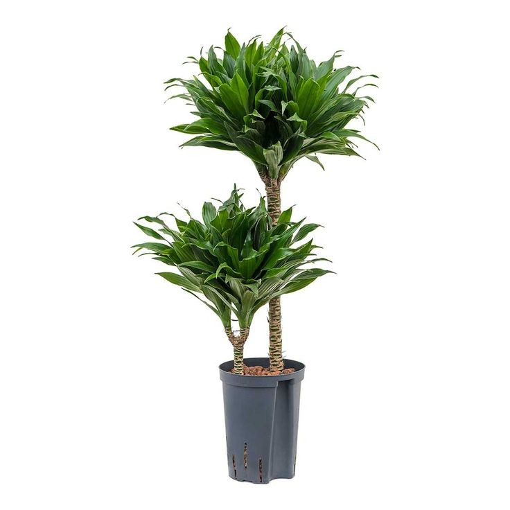 Dracaena Compacta 2 Gövdeli 60-90 cm Üretim Saksılı