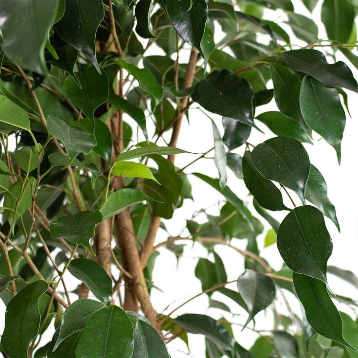 Benjamin (Ficus Benjamina) 80-100 cm Üretim Saksılı