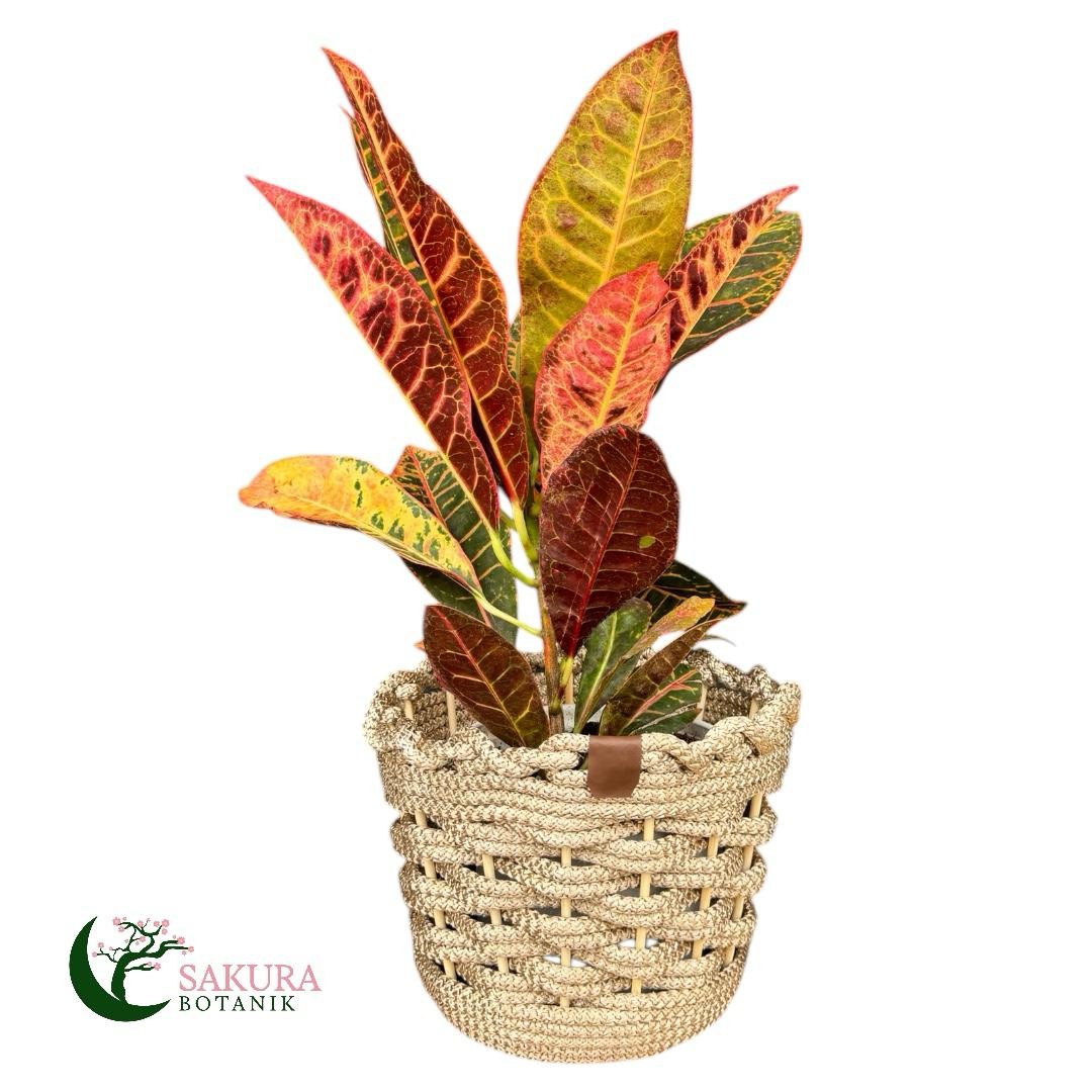 Kraton (Croton Petra) 40-60 cm Üretim Saksılı