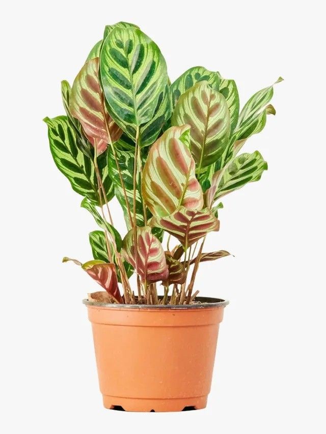 Dua Çiçeği (Calathea Makoyana) 45-50 cm Üretim Saksılı
