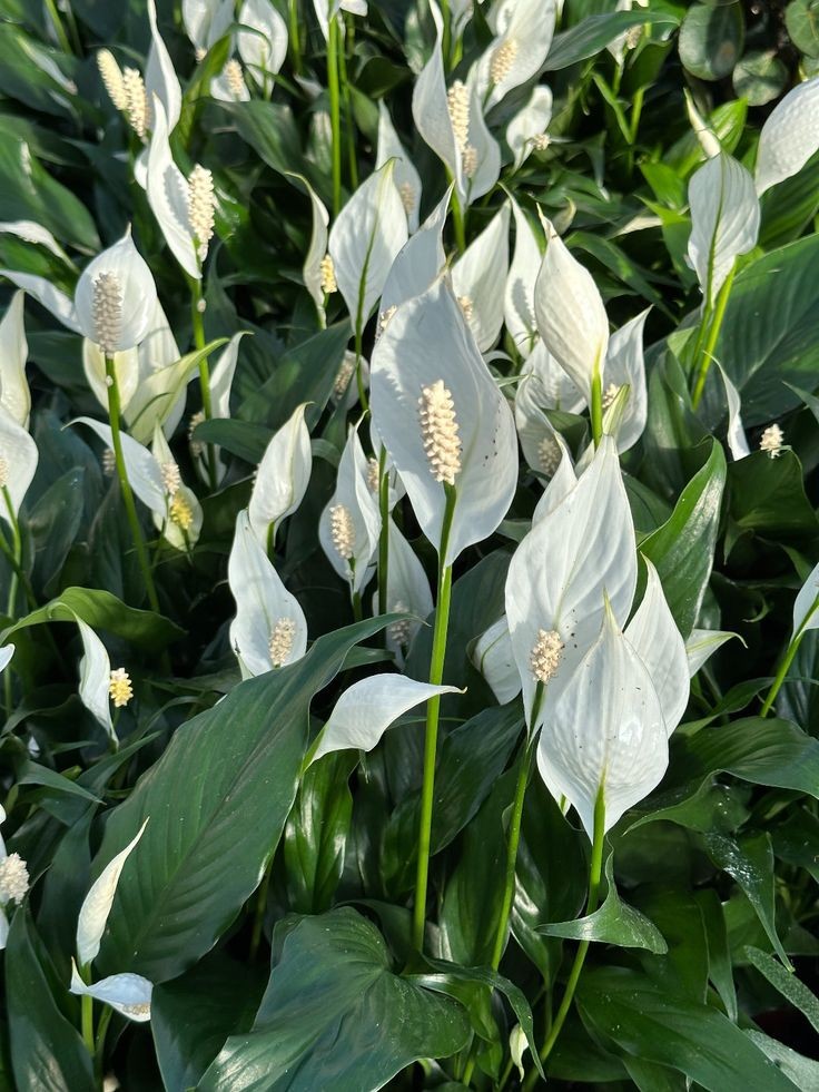 Barış Çiçeği (Spathiphyllum) 40-60 cm Üretim Saksılı
